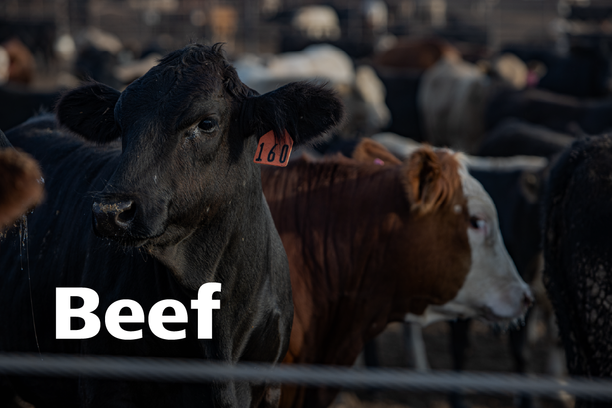 datamars-blog-species-beef