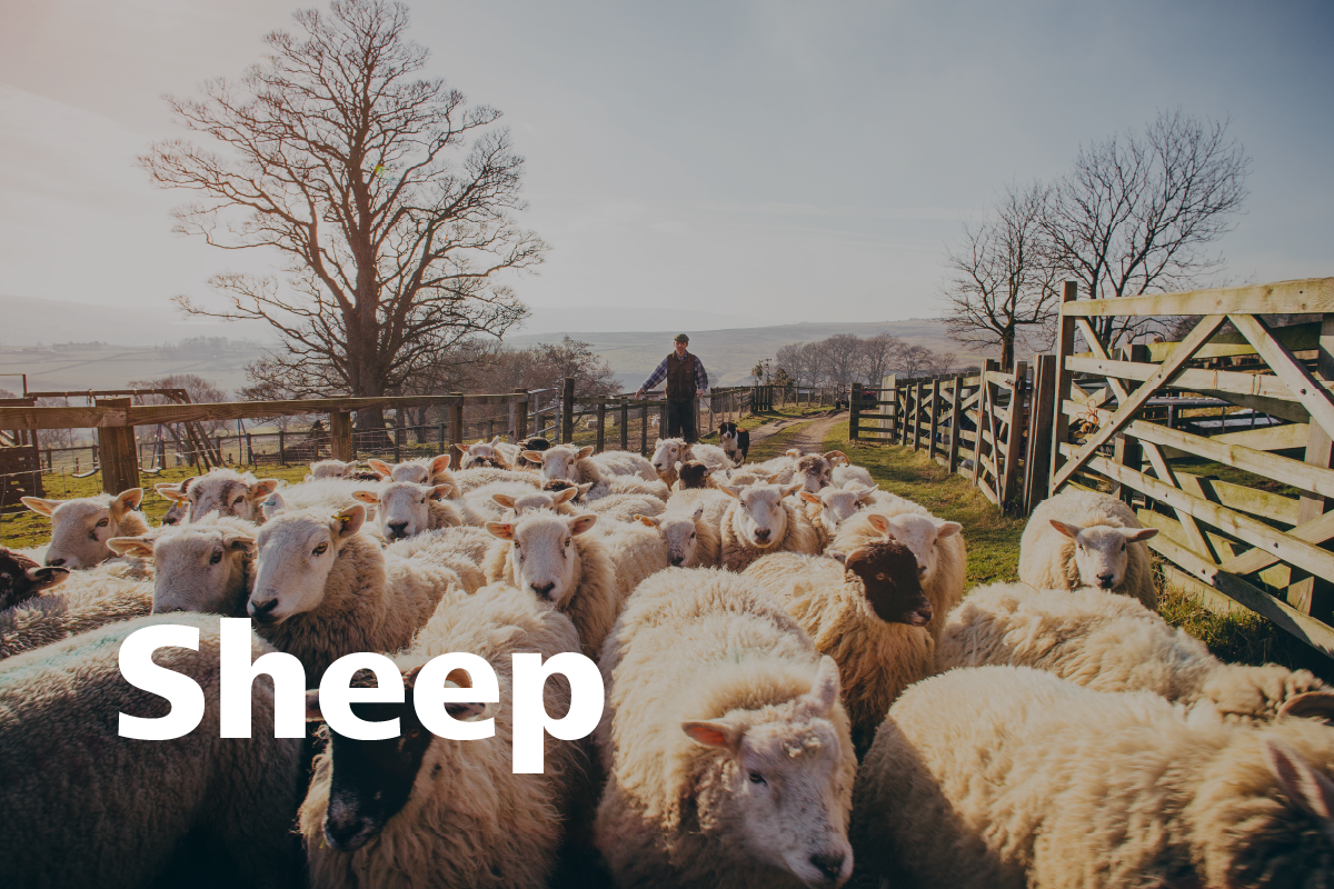 datamars-blog-species-sheep